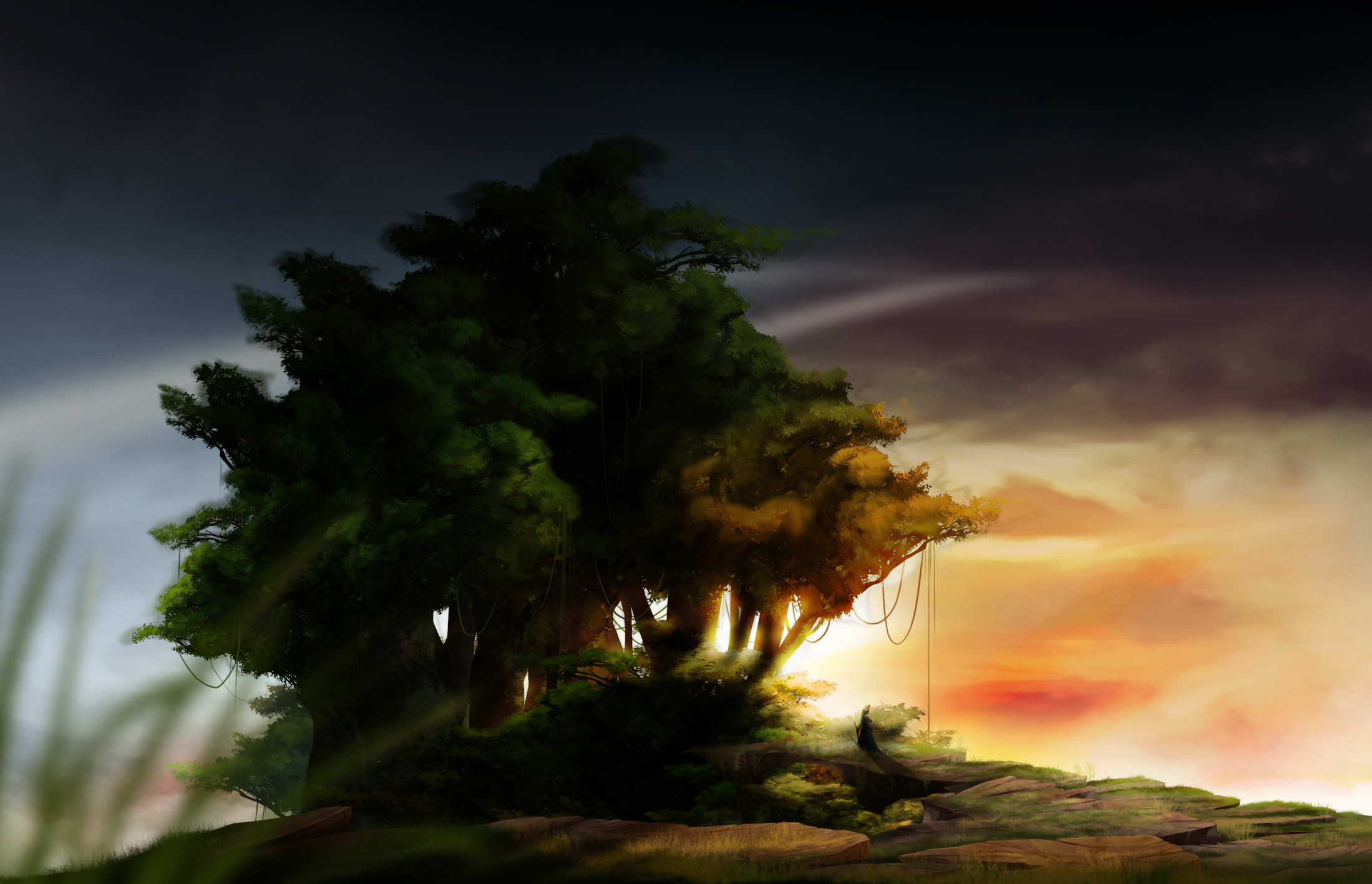 forêt au centre avec un couché de soleil